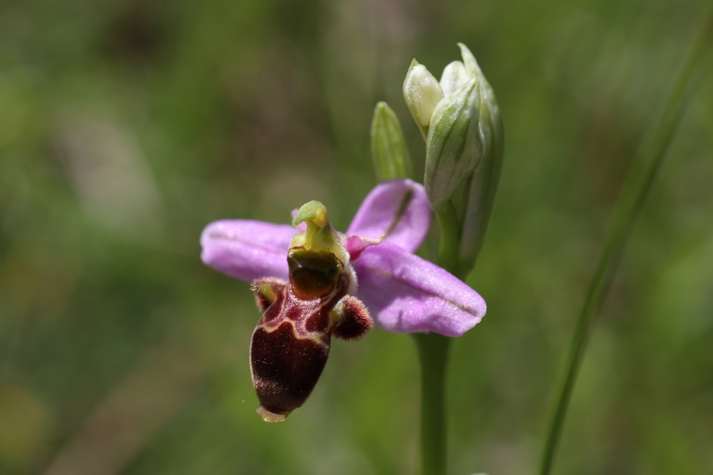 Ophrys scolopax